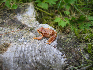 Toad in forest