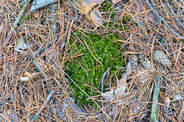 Bright green moss in the shape of hearts in an autumn November forest among pine cones and dried needles.