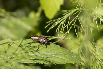 Robber fly - assassin fly, sitting on a green leaf and eating a housefly. Macro.