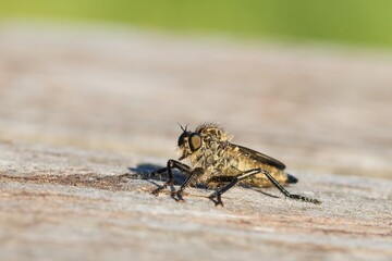 Robber fly (Asilidae) sitting on an old piece of wood. Macro. High resolution.