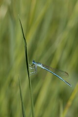 Tiny dragonfly sitting on a green leaf. Beautiful bokeh. Macro.