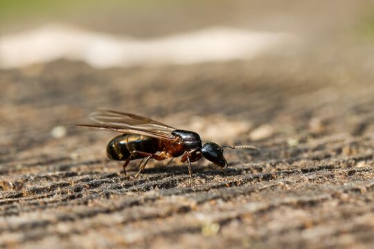European great forest ant (Camponotus herculeanus) - female. Macro.