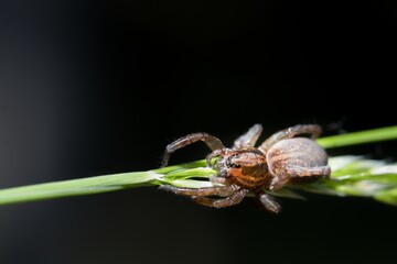 Trochosa terricola is known as the ground wolf spider. Here crawling on a blade of grass. Dark background. Macro.