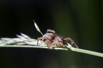 Trochosa terricola is known as the ground wolf spider. Here crawling on a blade of grass. Dark background. Macro.