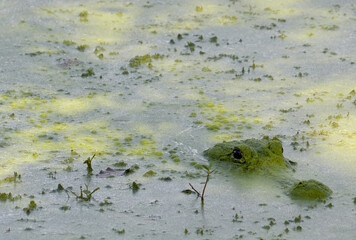 Close Up Alligator in Natural Habitat with Copyspace - Crocodile Face in Marsh with Green Algae - Macro Nature Photography Carnivorous Predator - Swamp Wildlife in Southern United States, Louisiana