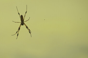 Close up Black and Brown Spider on Blank Green Background - Macro Animal Photograph - Arachnid Wildlife in Natural Habitat in Southern United States Texas - Insect on Plain Background with Copyspace