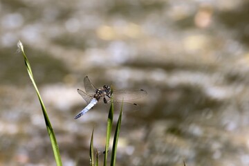 Dragonfly (Black-tailed skimmer - Orthetrum cancellatum) sitting on a grass leaf. Water in the background - bokeh. Macro.