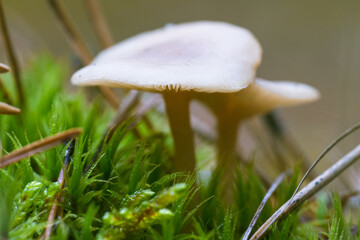 Two porcini mushrooms in the forest near fresh green grass. Nice and fresh.