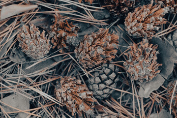 Dried spruce cones and needles lying on the ground in the autumn forest. Macro shot.