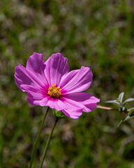 Obraz premium Lilac cosmos flower (Cosmos bipinnatus)