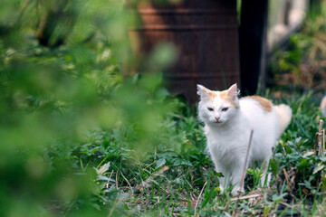 Naklejka na ściany i meble white cat in the garden, grass and barrel elements