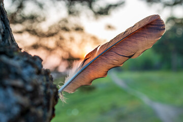 close-up of a bird's feather and blurred background, leaving road in nature