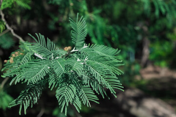 thuja tree branch close-up, background blurry