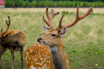 Naklejka na ściany i meble Sika deer walks in the reserve in summer. Tourism in Russia. Travel to nature.