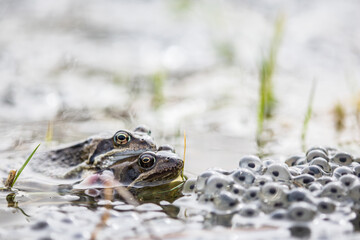 frogs with eggs,spawn in pond