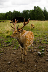 Sika deer walks in the reserve in summer. Tourism in Russia. Travel to nature.