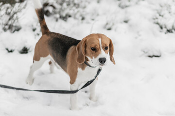 Winter beagle