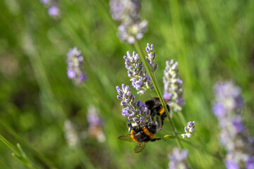 Hummel (Bombus) sammelt Lavendelpollen (Lavandula angustifolia)