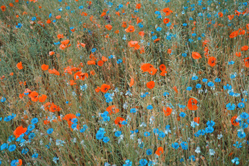 Field with poppy and chicory flowers