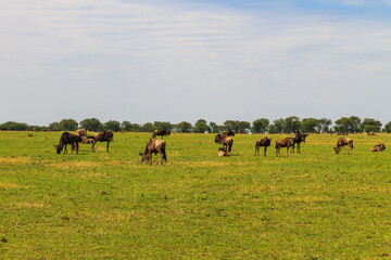 Herd of blue wildebeest (Connochaetes taurinus) in savannah in Serengeti national park in Tanzania. Great migration