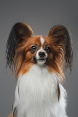 Purebred papillon doggy with long ears against gray background