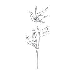 Strelitzia flower drawn by one line. Floral sketch. Continuous line drawing african plant. Modern art. Vector illustration.