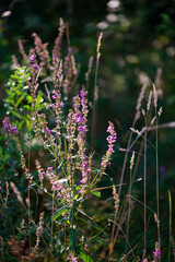bouquet naturel et sauvage