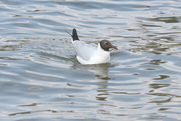 Porträt einer Lachmöwe, Larus ridibundus