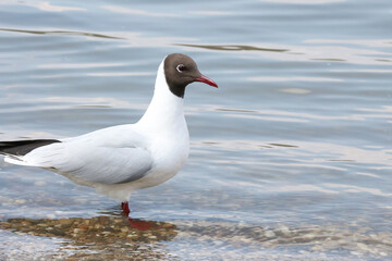 Porträt einer Lachmöwe, Larus ridibundus