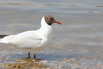 Porträt einer Lachmöwe, Larus ridibundus