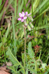 Rosa Blüten des Sumpf-Storchschnabels, Geranium palustre