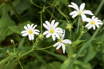 Weiße Blüten der Sternmiere, Stellaria holostea