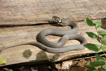Eine Ringelnatter sonnt sich auf einem Holzbrett, Natrix natrix