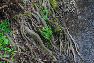 Wurzeln eines Baumes ragen in das Wasser eines Baches