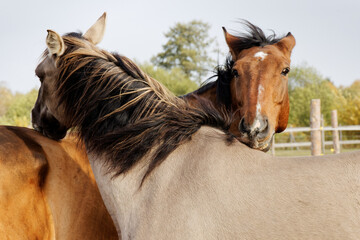 Two horses in contact with each other. Horses friendship behavior interaction.