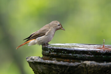 Rusty-tailed flycatcher