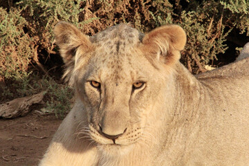 Young male lion