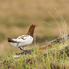 the northern partridge in the off - season is large