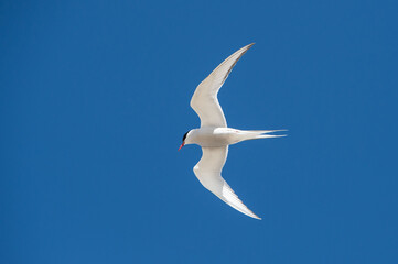 the flight of a tern against a blue sky