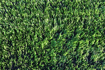 Close-up of soccer field background. Green grass texture. 