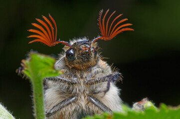 The May beetle sits large on a leaf                 
