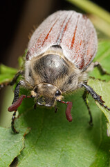 The May beetle sits large on a leaf                 
