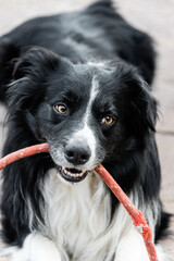 Closeup of black and white Borden Collie breed dog playing with a red rope in his mouth