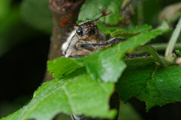 The May beetle sits large on a leaf                 