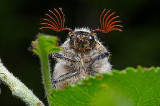 The May beetle sits large on a leaf                 