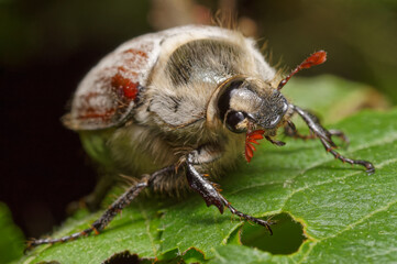 The May beetle sits large on a leaf                 