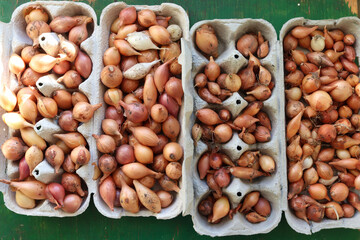 Small golden onions for planting in cardboard eco boxes. Top view