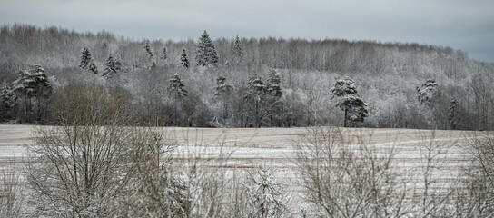 the first snow in the forest