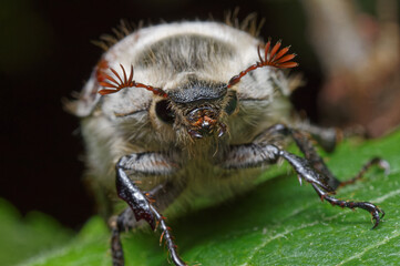 The May beetle sits large on a leaf 