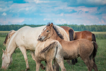 Obraz na płótnie Canvas Horses of the Belorusskaya Zapryazhnaya breed are grazing on a farm field.